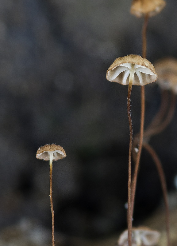 Marasmius minutus